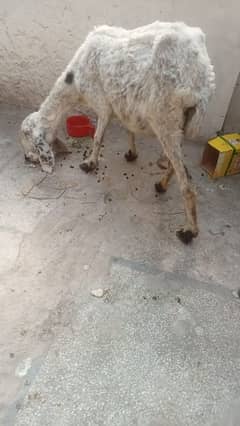 Sheep