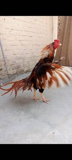 PILA JAHREELA MUGRA FOR SALE
