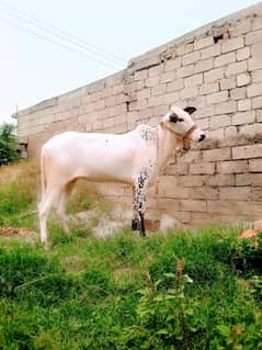 dasi