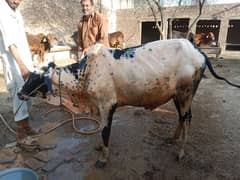 Qurbani