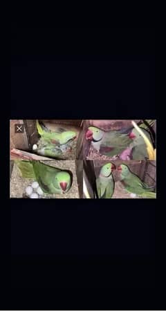raw pair