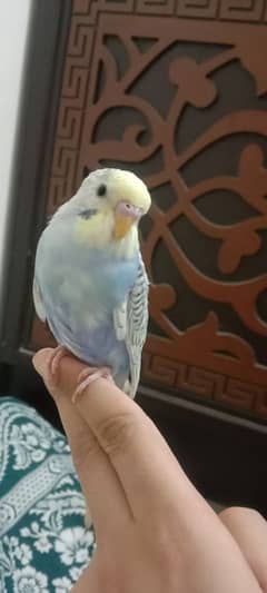 Birds