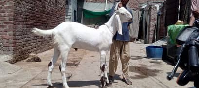 Donda long hight bakra for sale