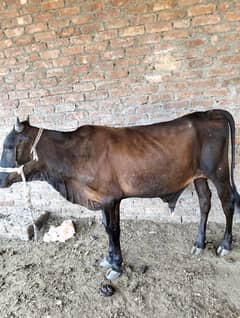 Bachra