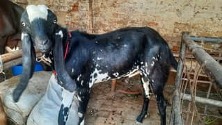 qurbani ka bakra age 14 month. no khassi