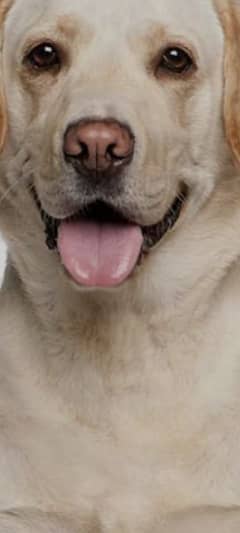 3 year old female dog name jecky