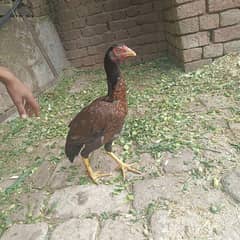 2 female assel