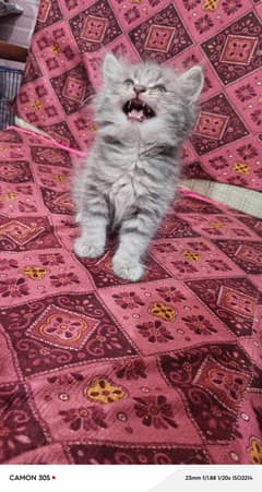 persion kittens