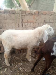 Bakra