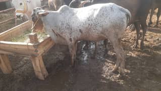 Qurbani