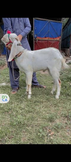 white rajanpuri ghulabi Bakra goat for sale