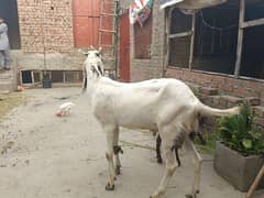 bakra sale