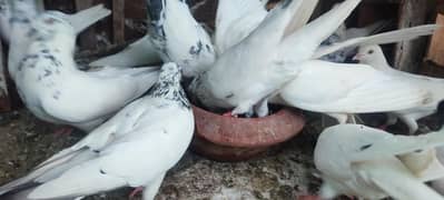 Pigeons
