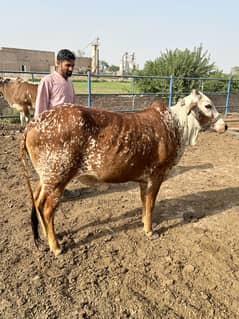 Qurbani