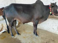 Qurbani