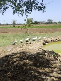 Ducks