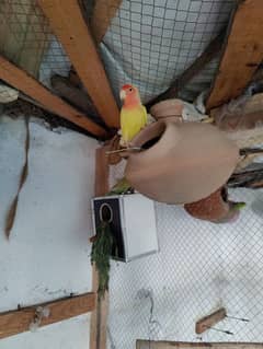 parrot