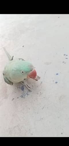 female raw parrot 2year age location okara 03059622506