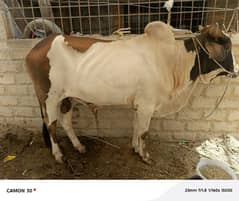 Qurbani bull | sindhi breed | Bull | Cow | wacha | Bachra | بچرا*