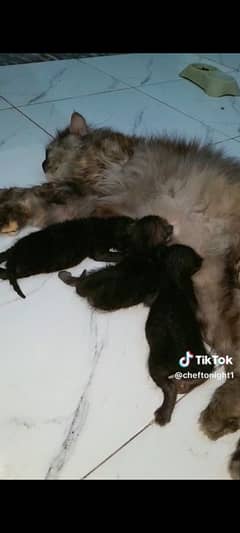 persian kittens
