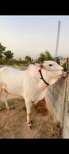 Desi