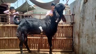 Amrasari Betal Black bakra for sale