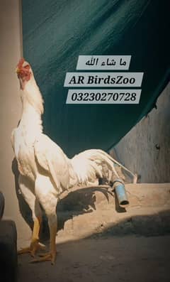 White Shamo Chick