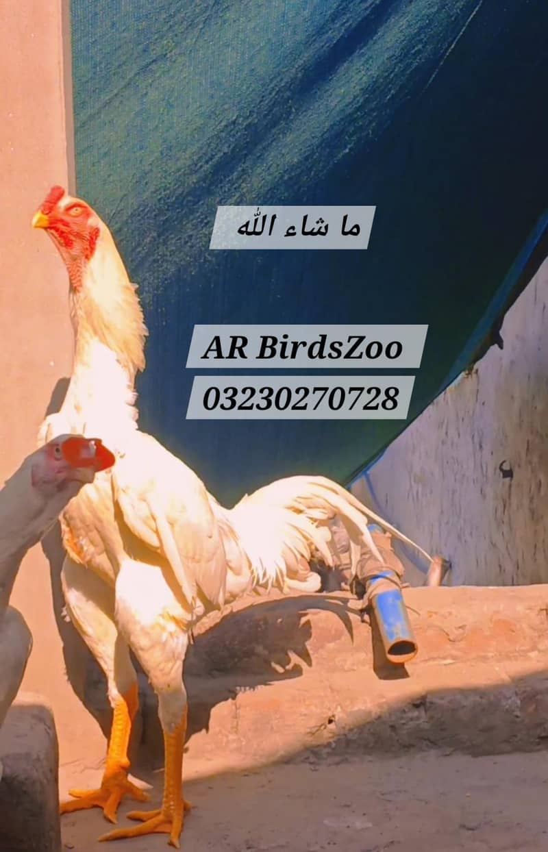 White Shamo Chick 1