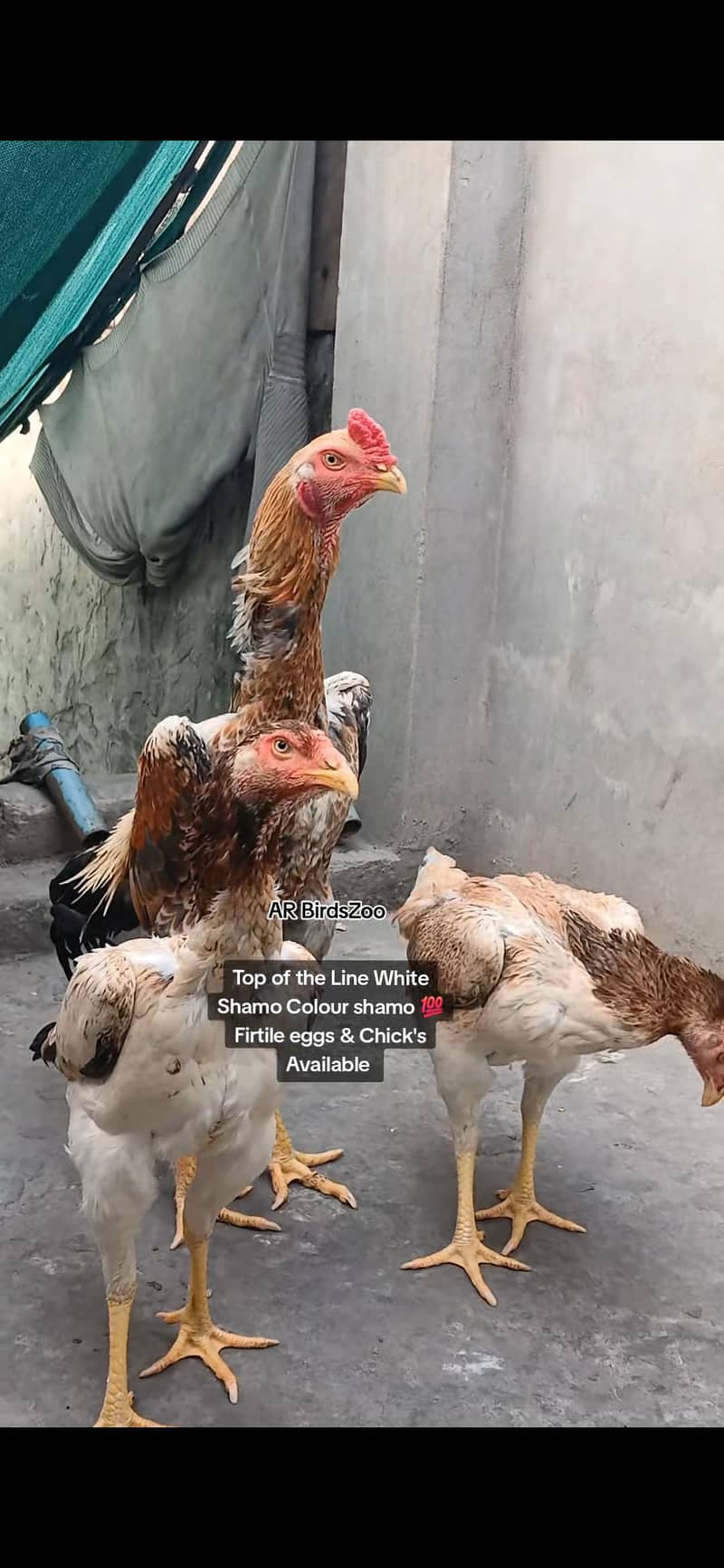 White Shamo Chick 5