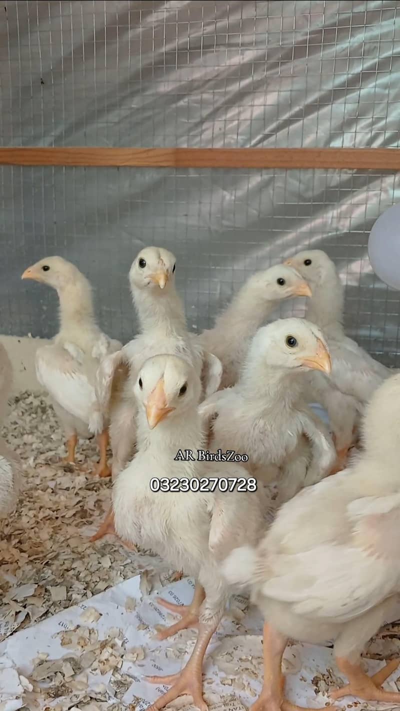 White Shamo Chick 7