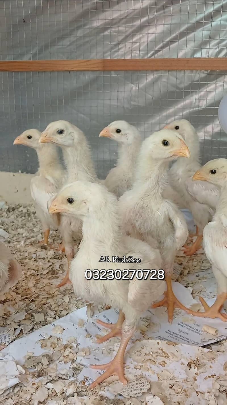 White Shamo Chick 8