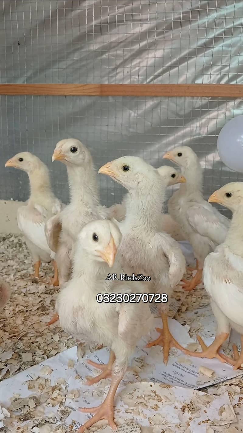 White Shamo Chick 13