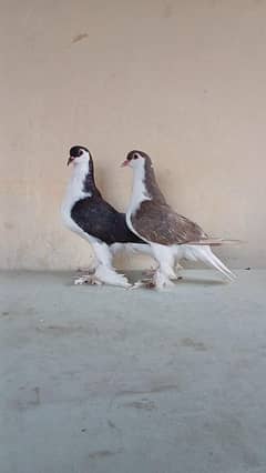 Sherazi pigeon
