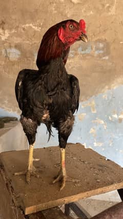 Nayab Aseel pair for sale