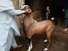 Bakra for Qurbani
