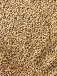 Wheat For Sale