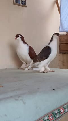 lahore sherazi pigeon breeder pair