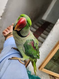 talking parrat for sell male