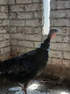 turky