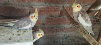 Singing