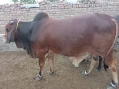 Qurbani