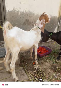 donda Bakra ghr ka plaa hua ha 03086230227