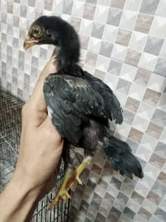 03475596257pure aseel high quality fresh eggs available