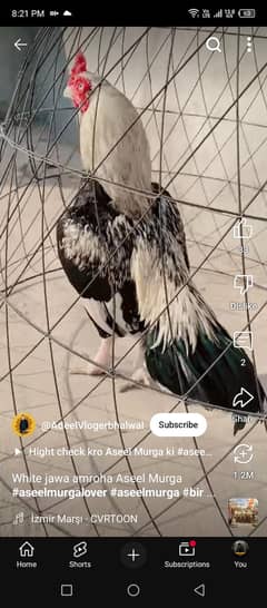 aseel mianwali murgha  for sale lakha 03361525363