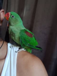 raw perrot