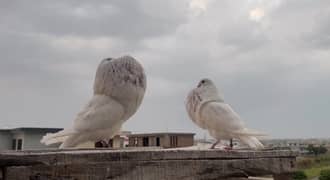 Pomeranian pouter and Gaditano