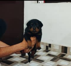 rottweiler pedigree puppies