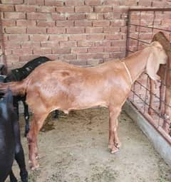 Two Male For sale