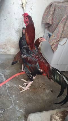 desi murgian or murga for sale