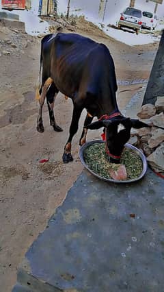 bull
